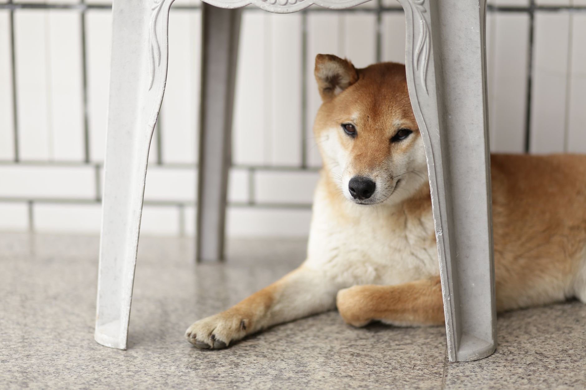 What Are the 7 Secrets to Stop Your Dog from Marking Indoors?