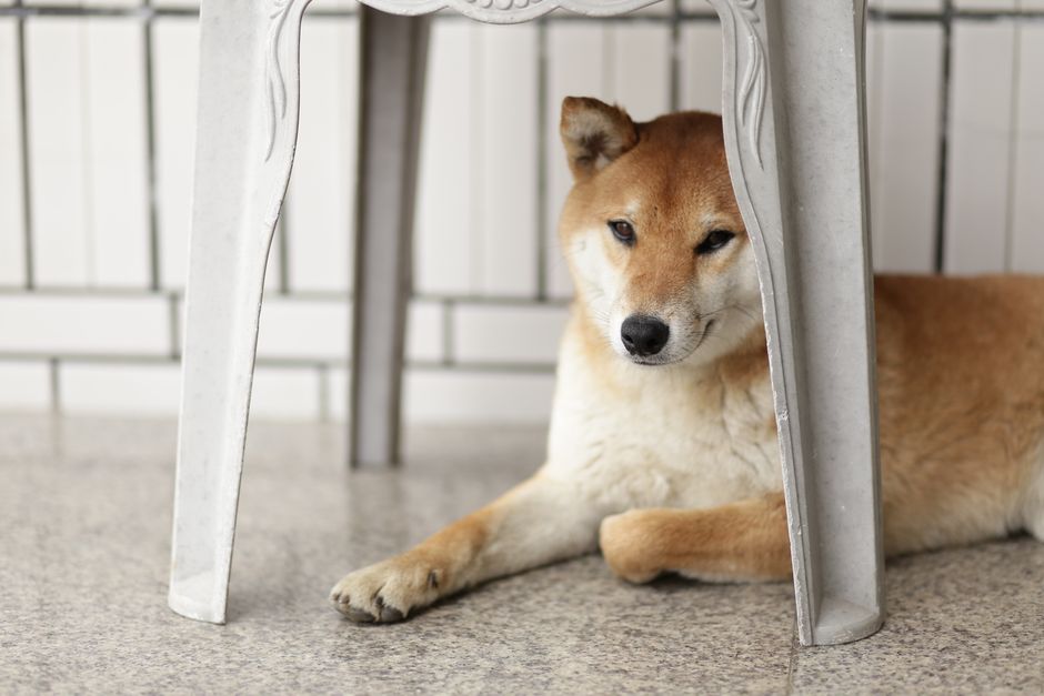 明るい部屋のテーブルの下で、柴犬が気持ちよさそうにくつろいでいます。