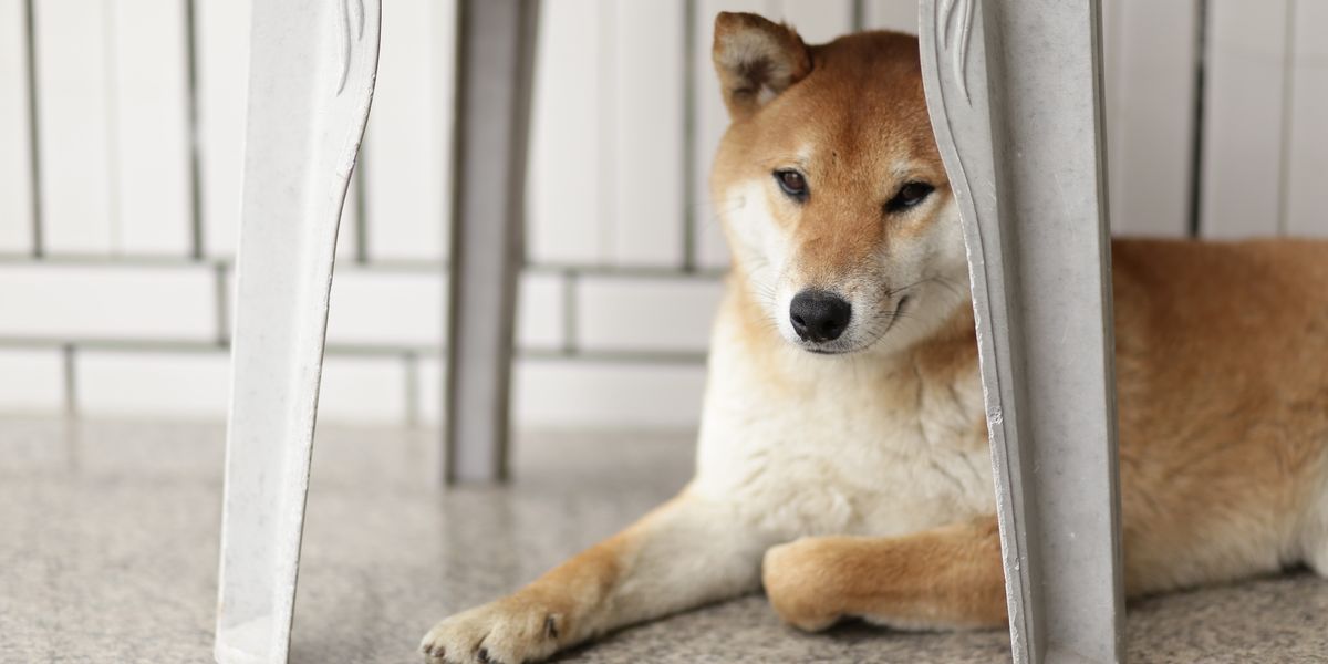 和室でくつろぐ柴犬