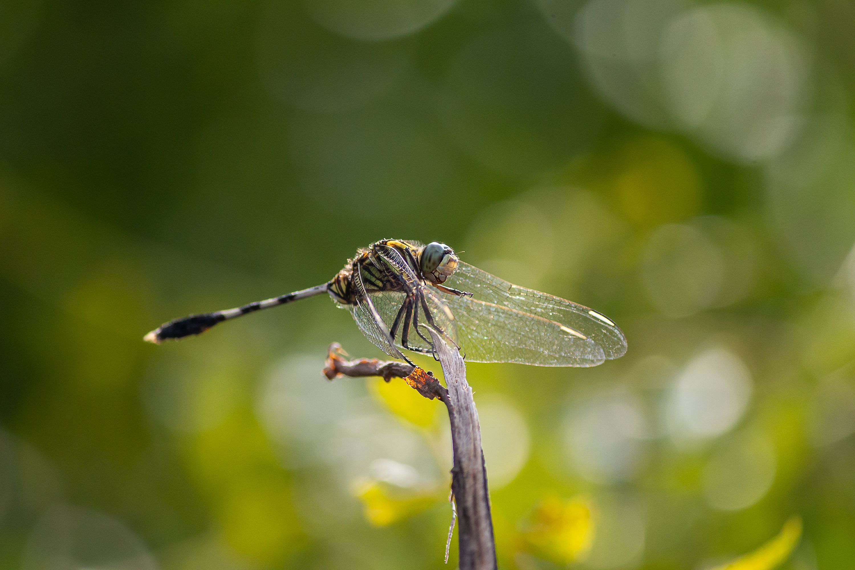 Close-up of a Dragonfly on Branch in Nature · Free Stock Photo