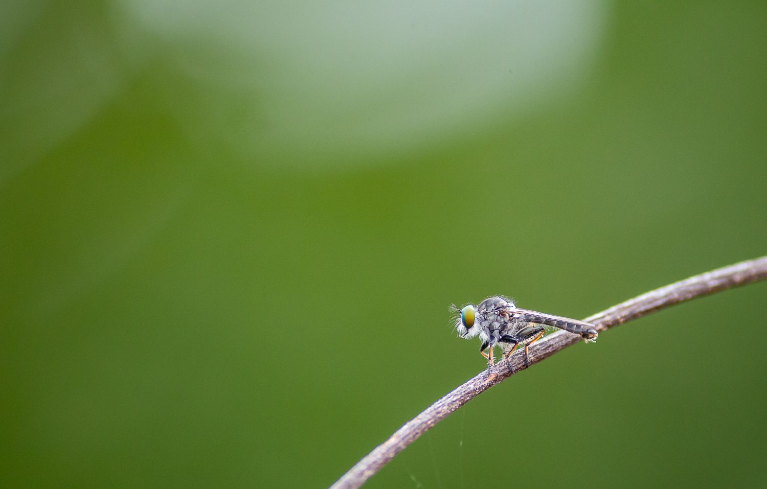 Insect Profile Photos, Download The BEST Free Insect Profile Stock ...