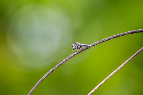 Free Macro shot of a small robber fly perched on a thin curved twig against a blurred green background. Stock Photo