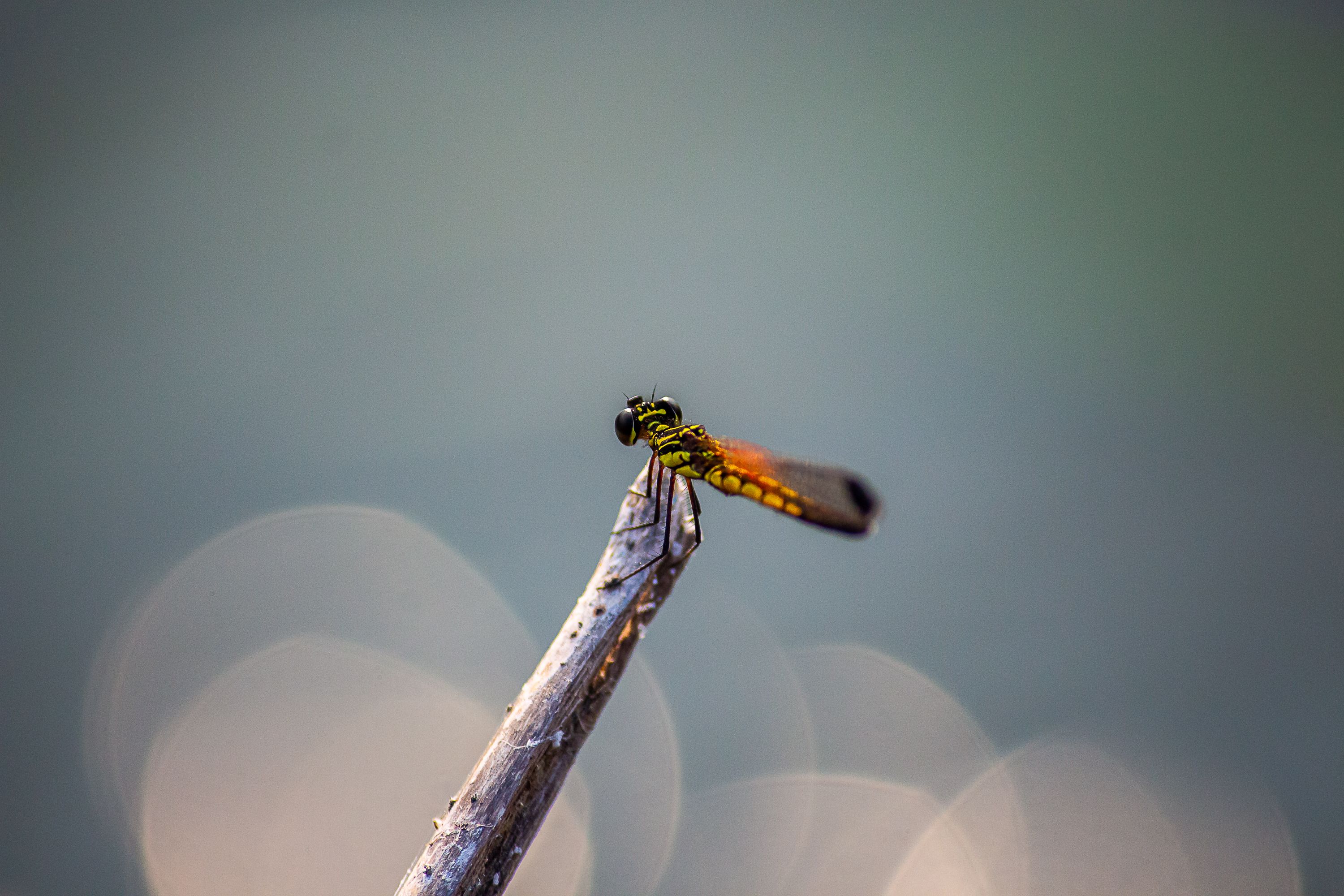 Close-up of Dragonfly Perched on a Branch · Free Stock Photo
