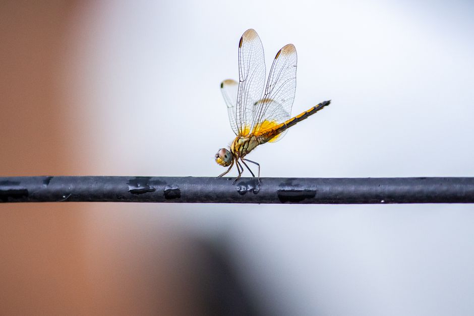 Detailed macro shot of a dragonfly on a wire with blurred background.