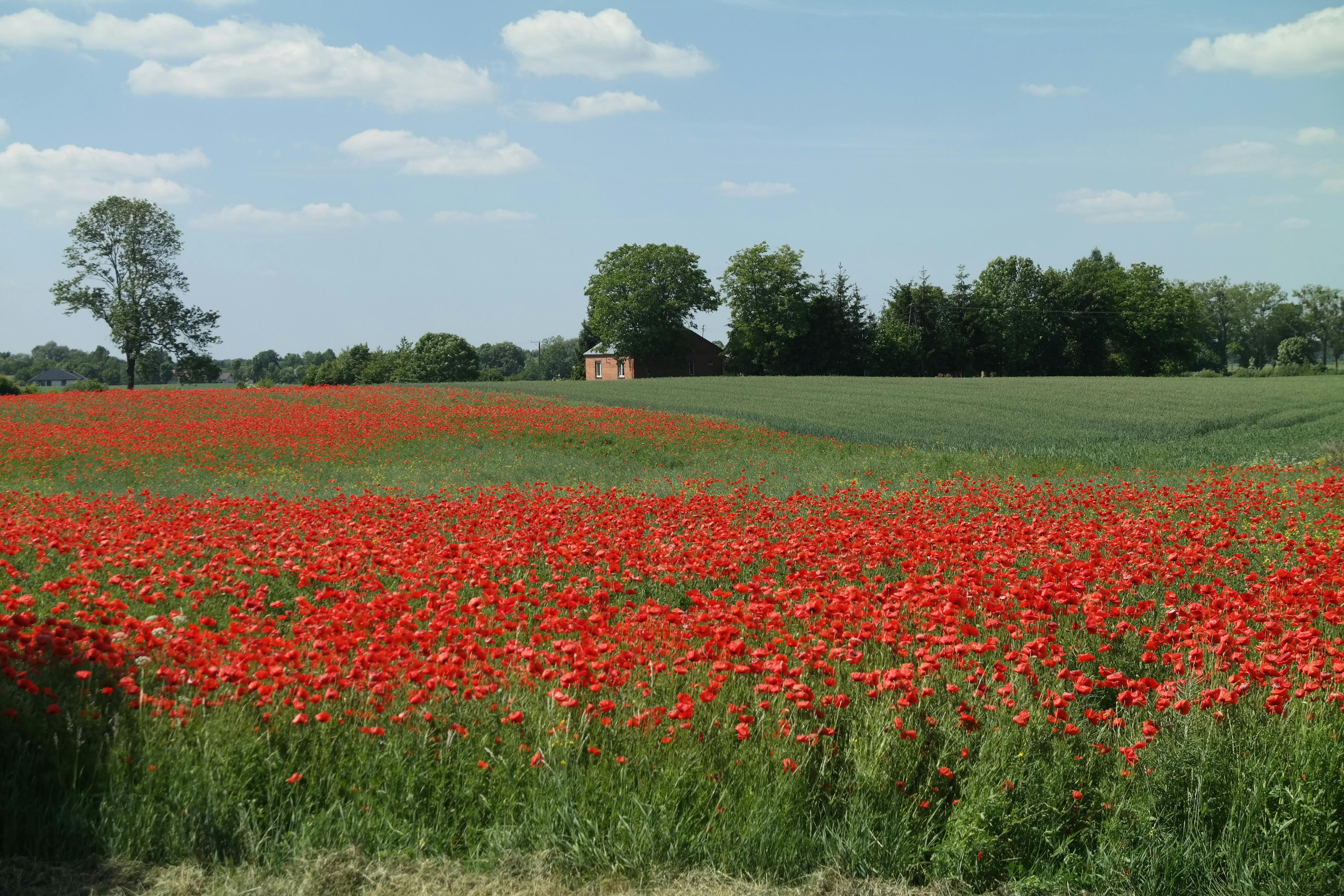 Beautiful landscape of a vibrant poppy field with green trees and an old building in the background.