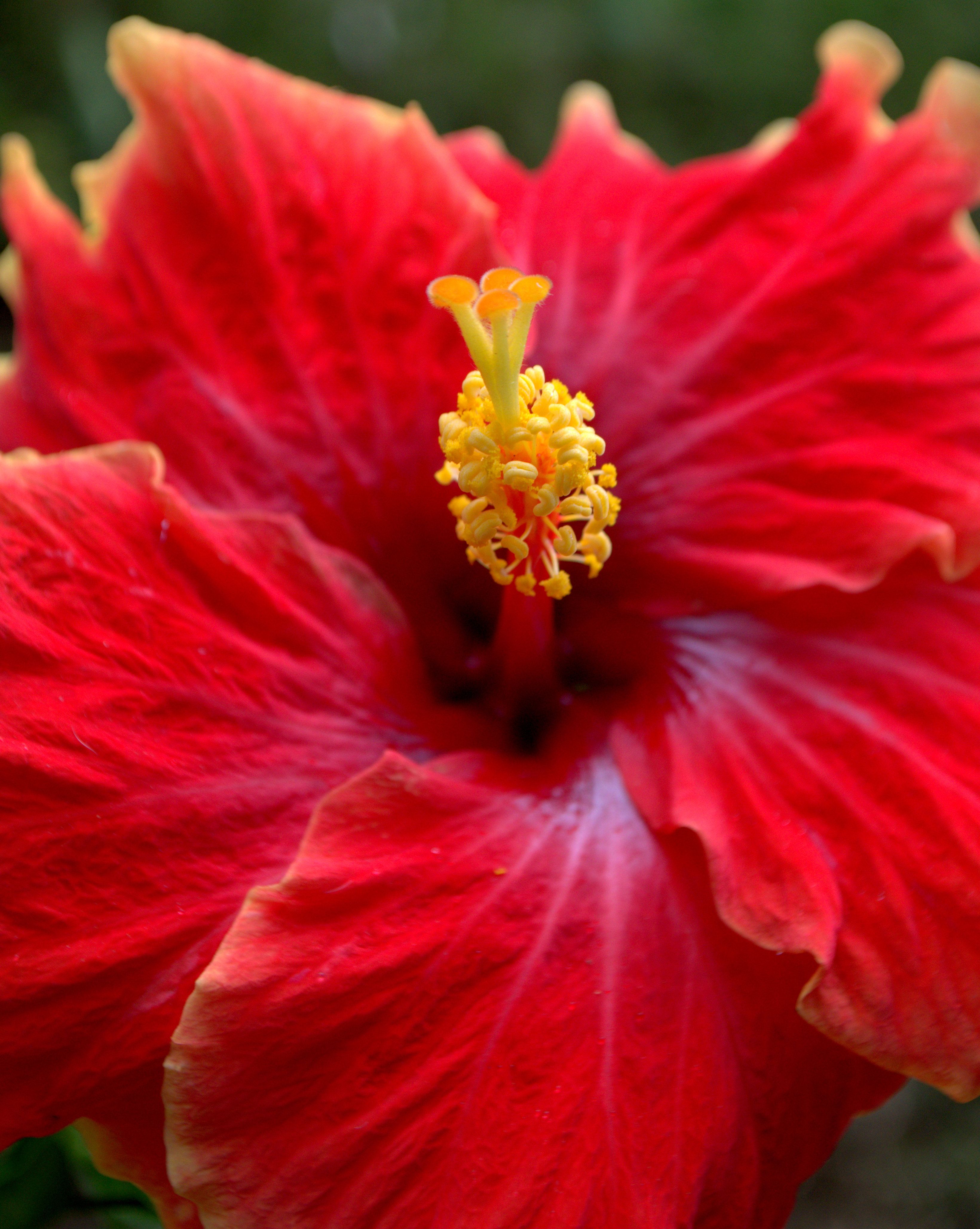 Close-Up of a Vibrant Red Hibiscus Flower · Free Stock Photo