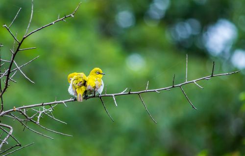 Free Two yellow birds perched on a branch surrounded by lush green background. Stock Photo