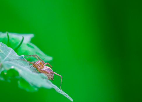 Macro shot of a spider perched on a green leaf with a vibrant blurred background.
