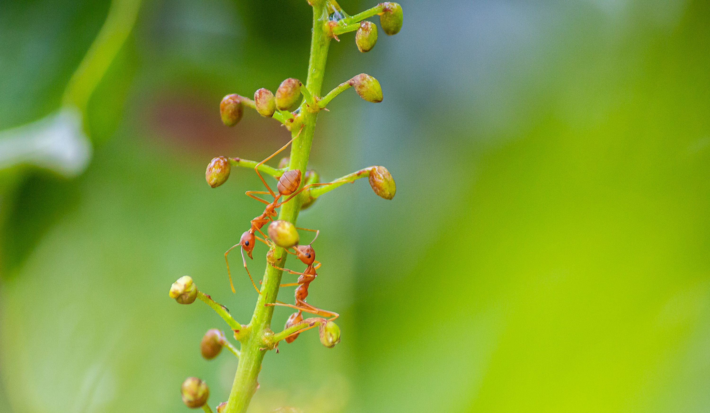 Close-up of ants climbing on a vibrant green plant stem with buds in natural setting.