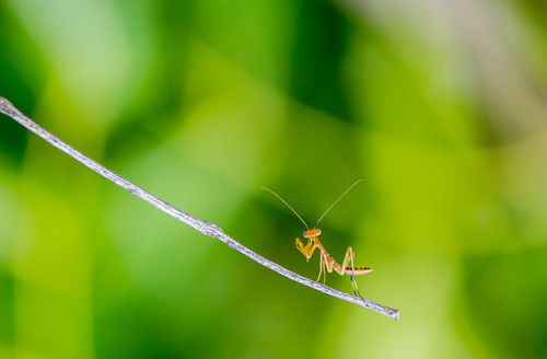 Free A detailed macro shot of a praying mantis on a stick with a vibrant green background. Stock Photo