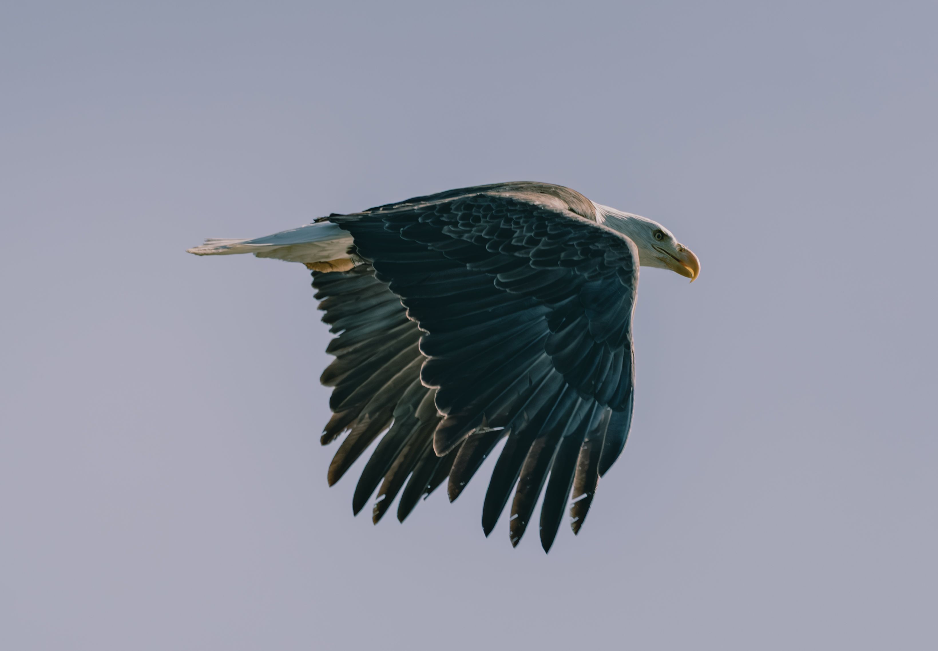 Majestic bald eagle soaring through the sky over Yucaipa, highlighting its powerful wings.