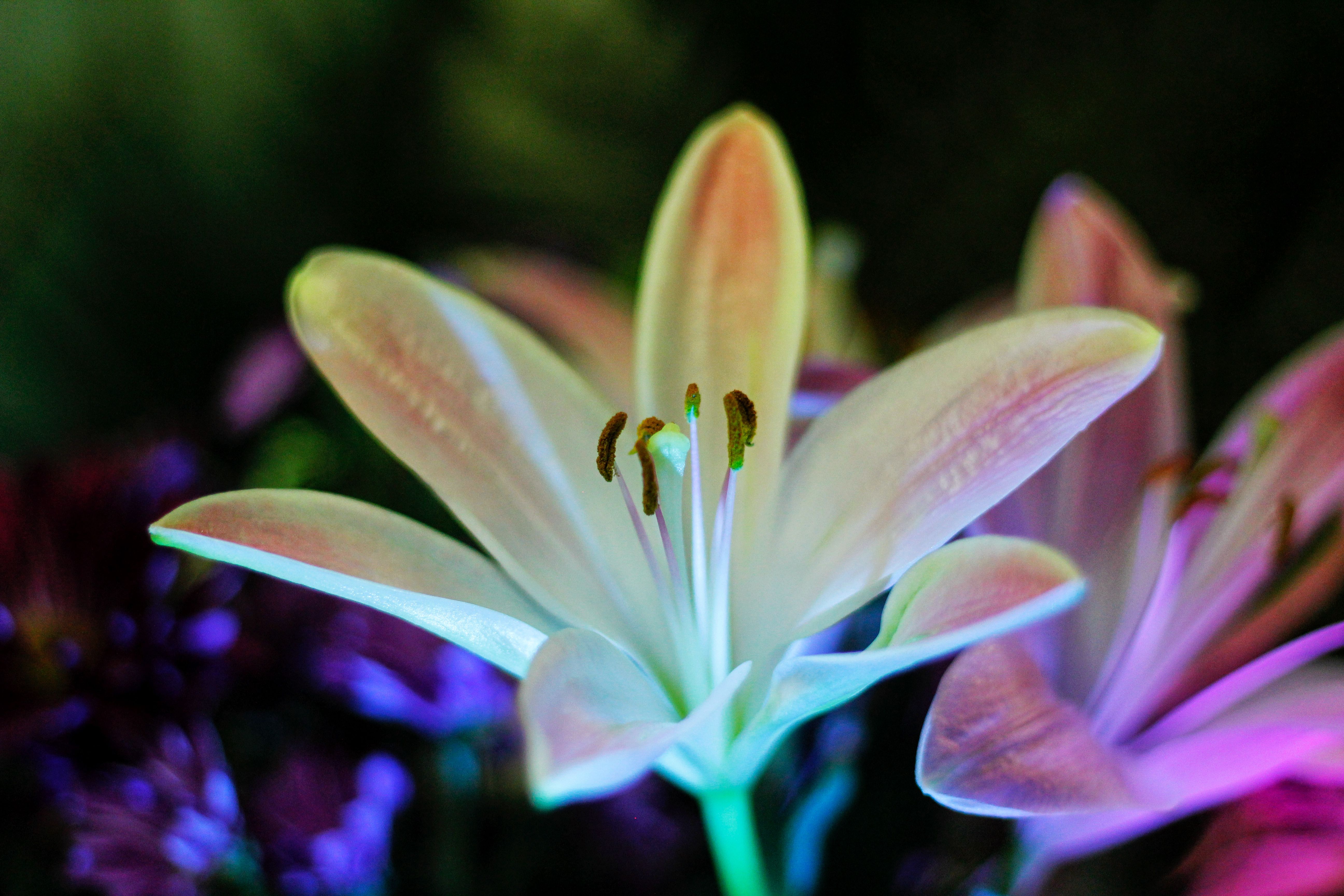 Elegant Lily Flower in Vibrant Colors · Free Stock Photo