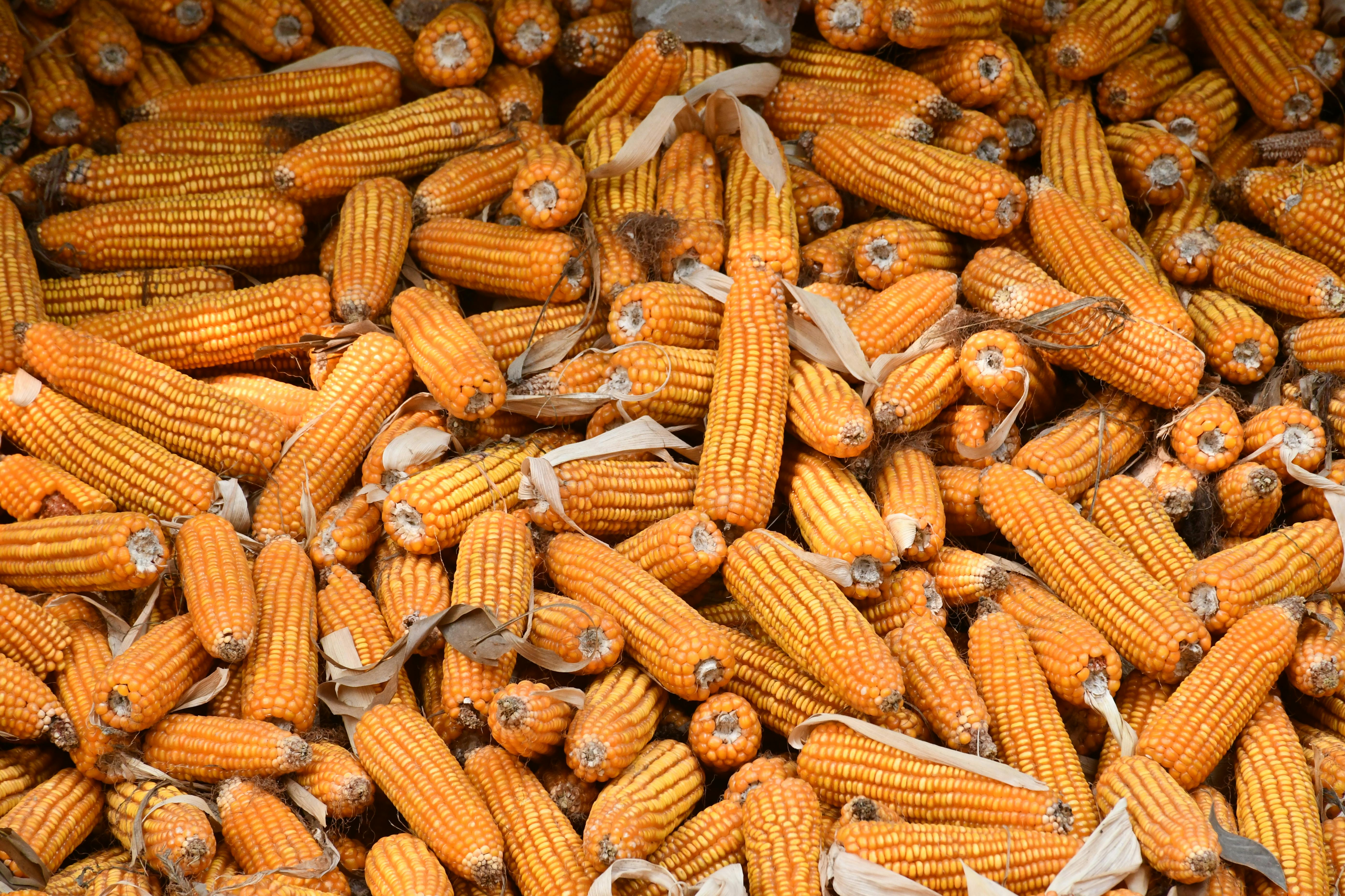 Seguridad Alimentaria en Guatemala – Fundación FABRE