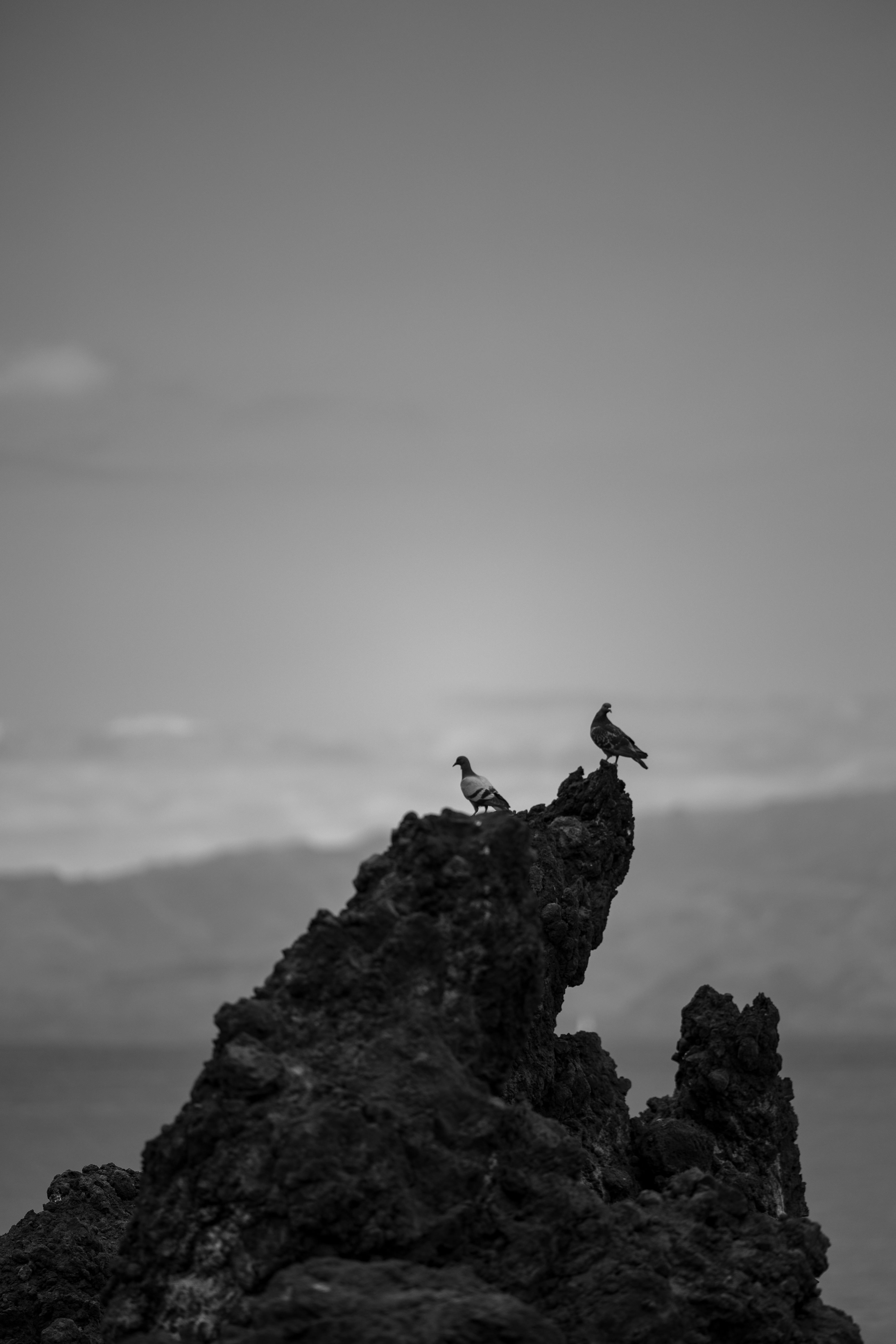 Gratuit Photo en noir et blanc de deux oiseaux perchés sur une falaise rocheuse avec l'océan en arrière-plan. Photos