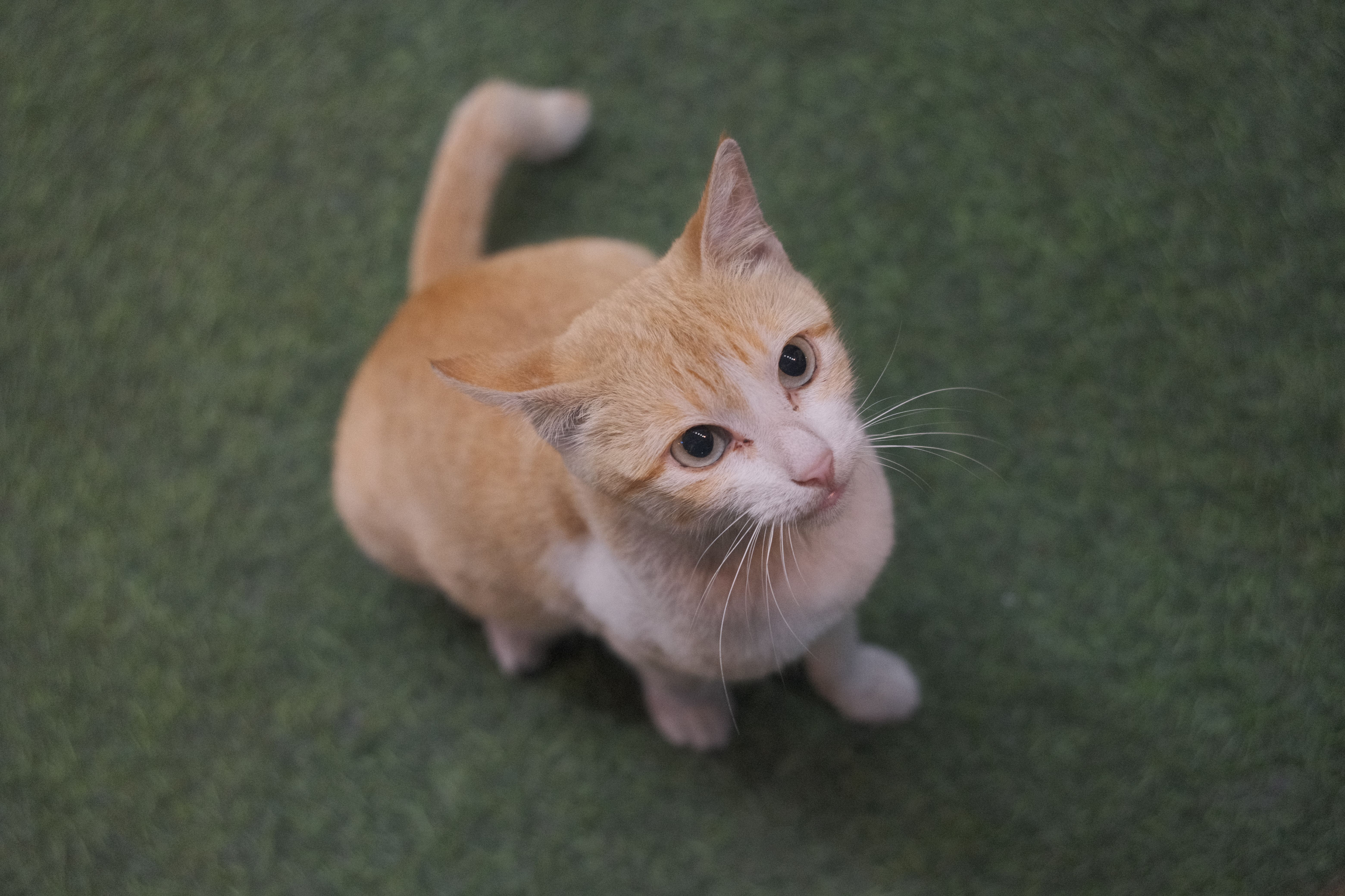 pet lifestyle bhopal — Photo by John Joshua Mejia Jose on Pexels