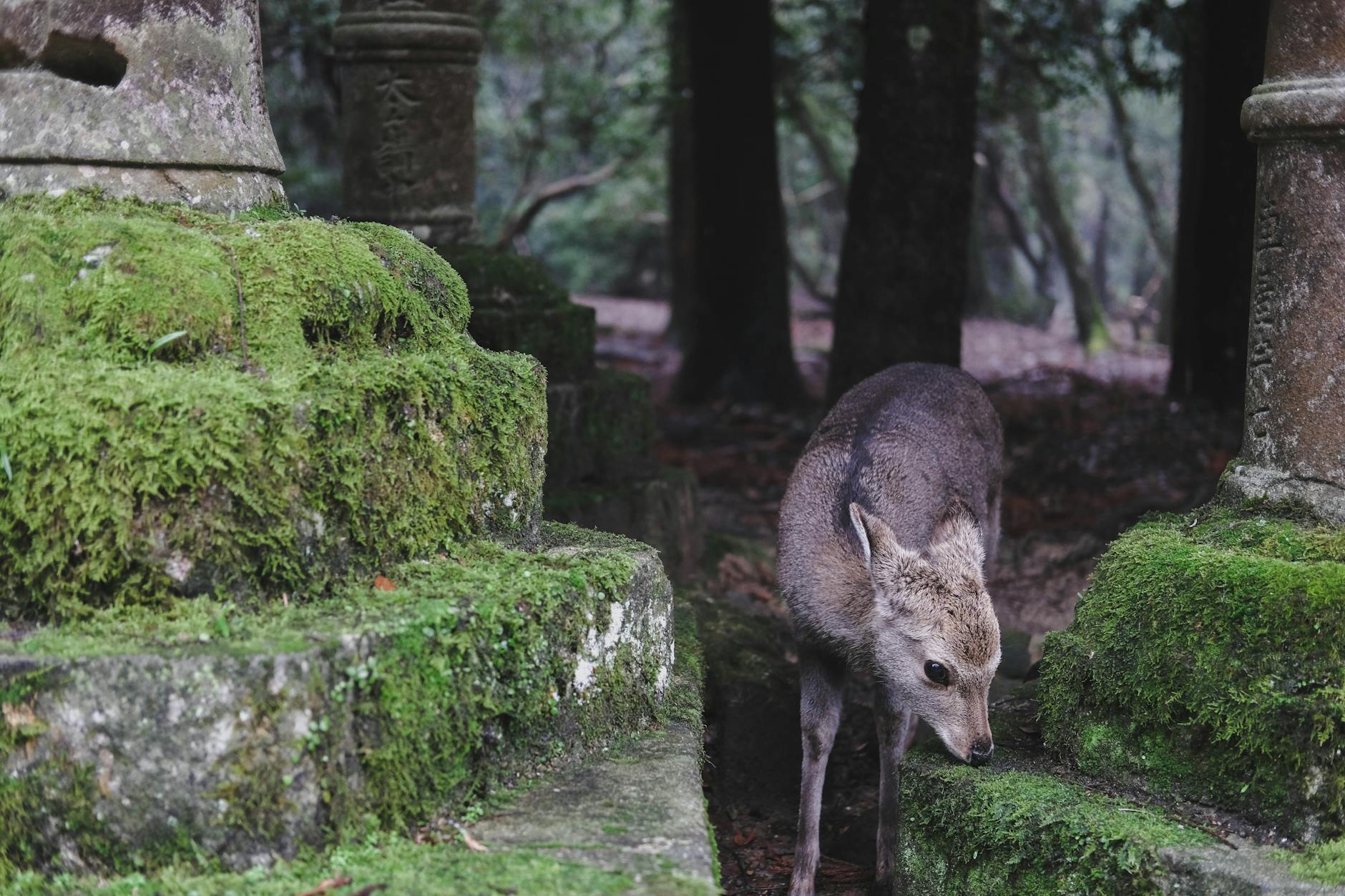 A Deer In Nara Park, Japan