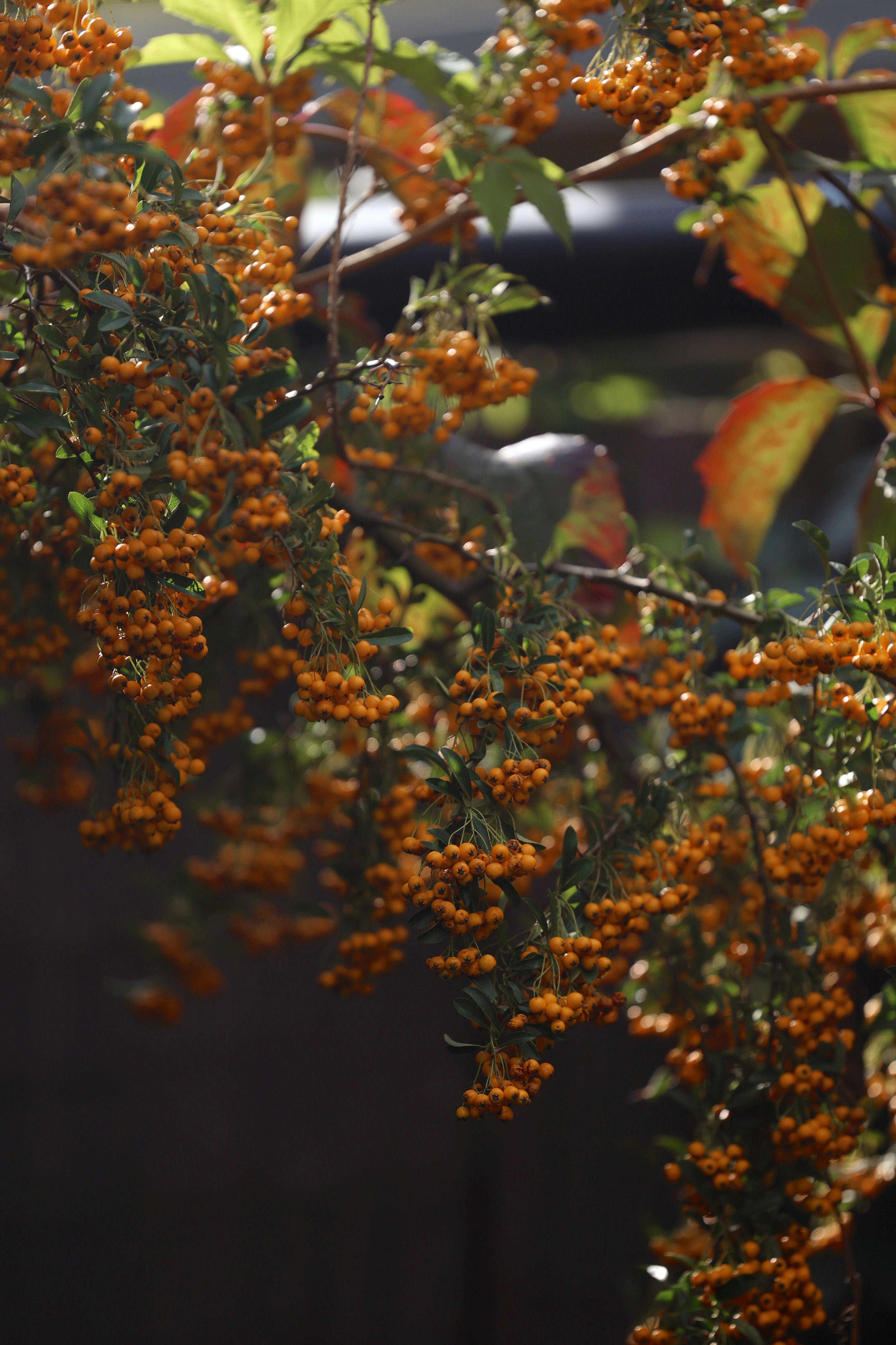 gratis Close-up van feloranje bessen met bladeren in zacht zonlicht, perfect voor natuurthema's. Stockfoto