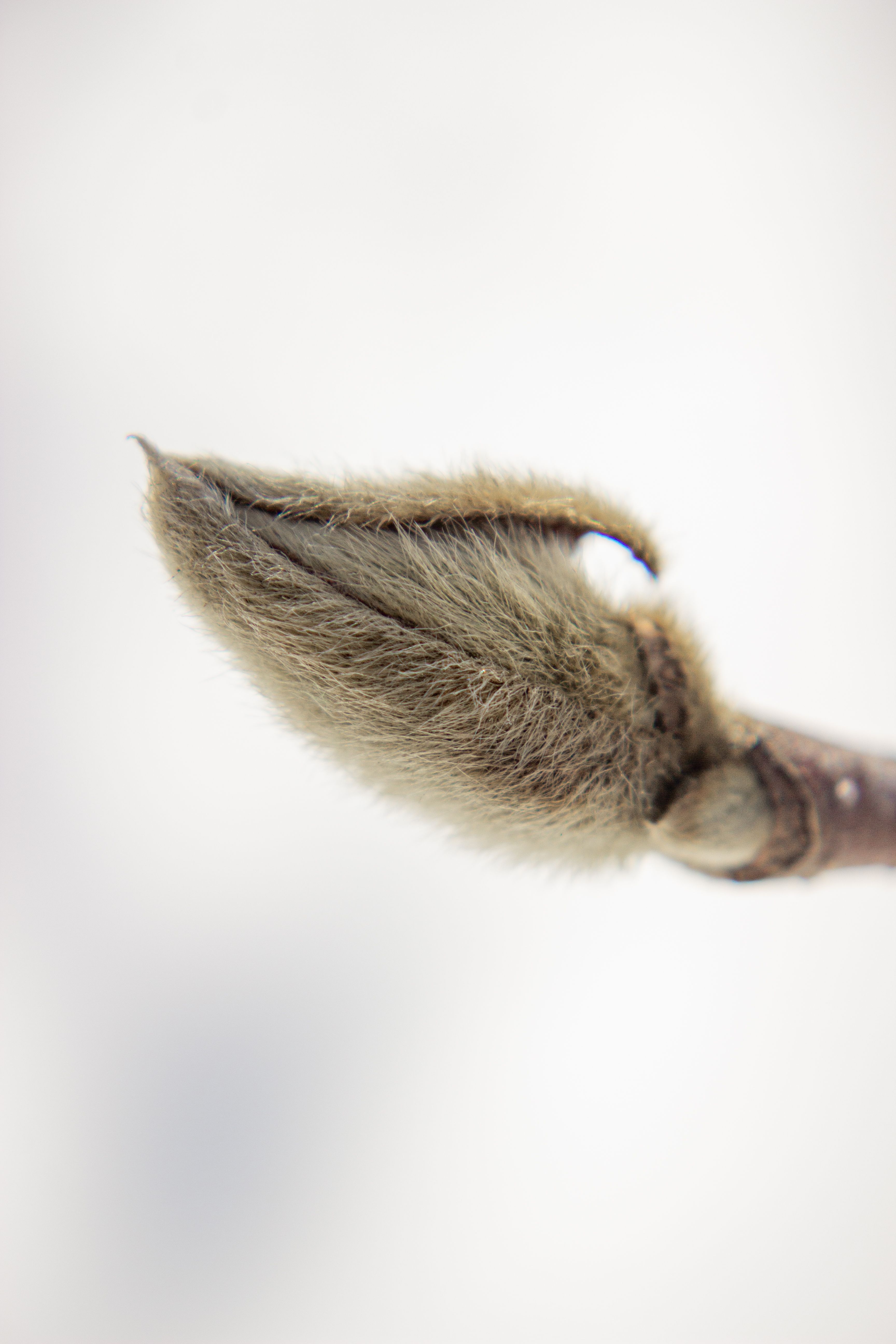 Close Up Photo of Fish Tail · Free Stock Photo