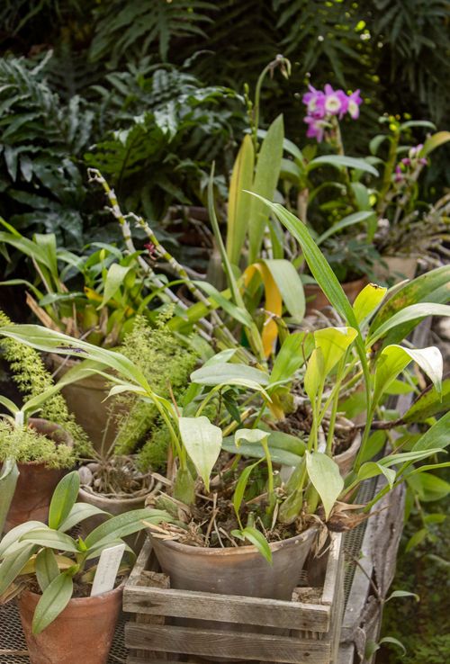 Free Vibrant tropical plants in pots inside a lush greenhouse setting. Stock Photo