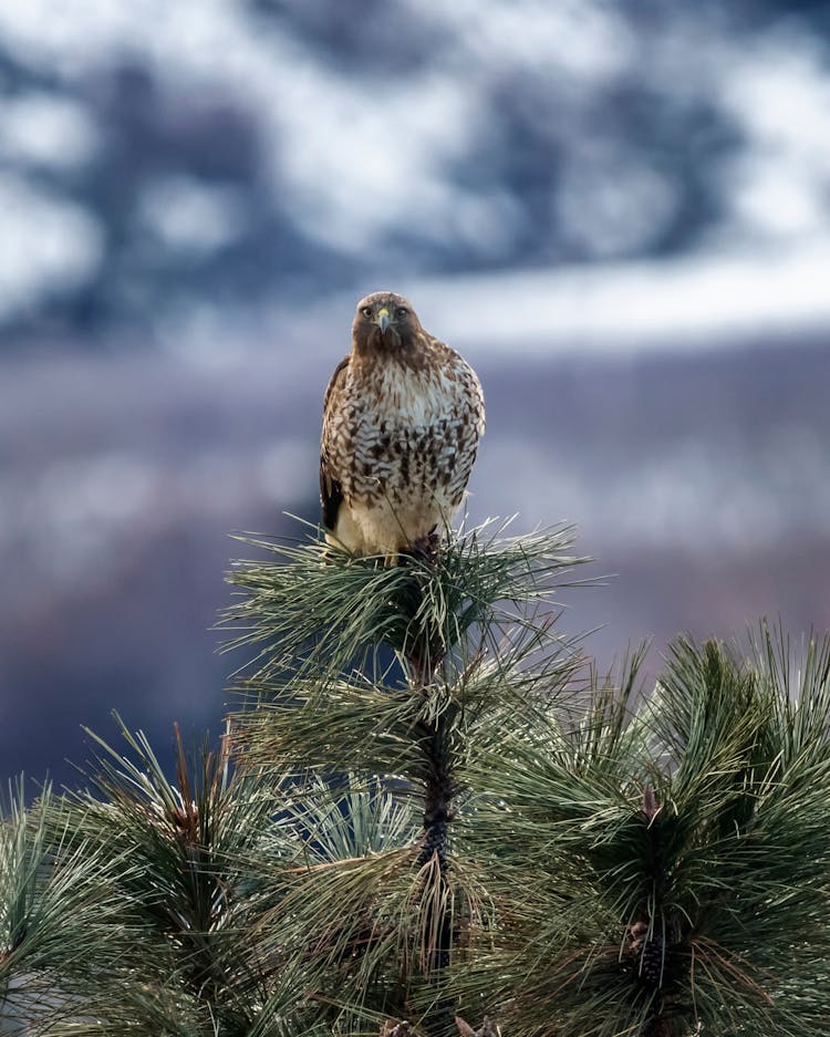 Brown  Hawk On A Tree