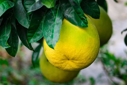 Free Vivid image of a ripe pomelo hanging on a tree amidst lush green leaves. Stock Photo