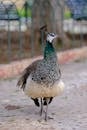 Majestic Peacock in Malta Park