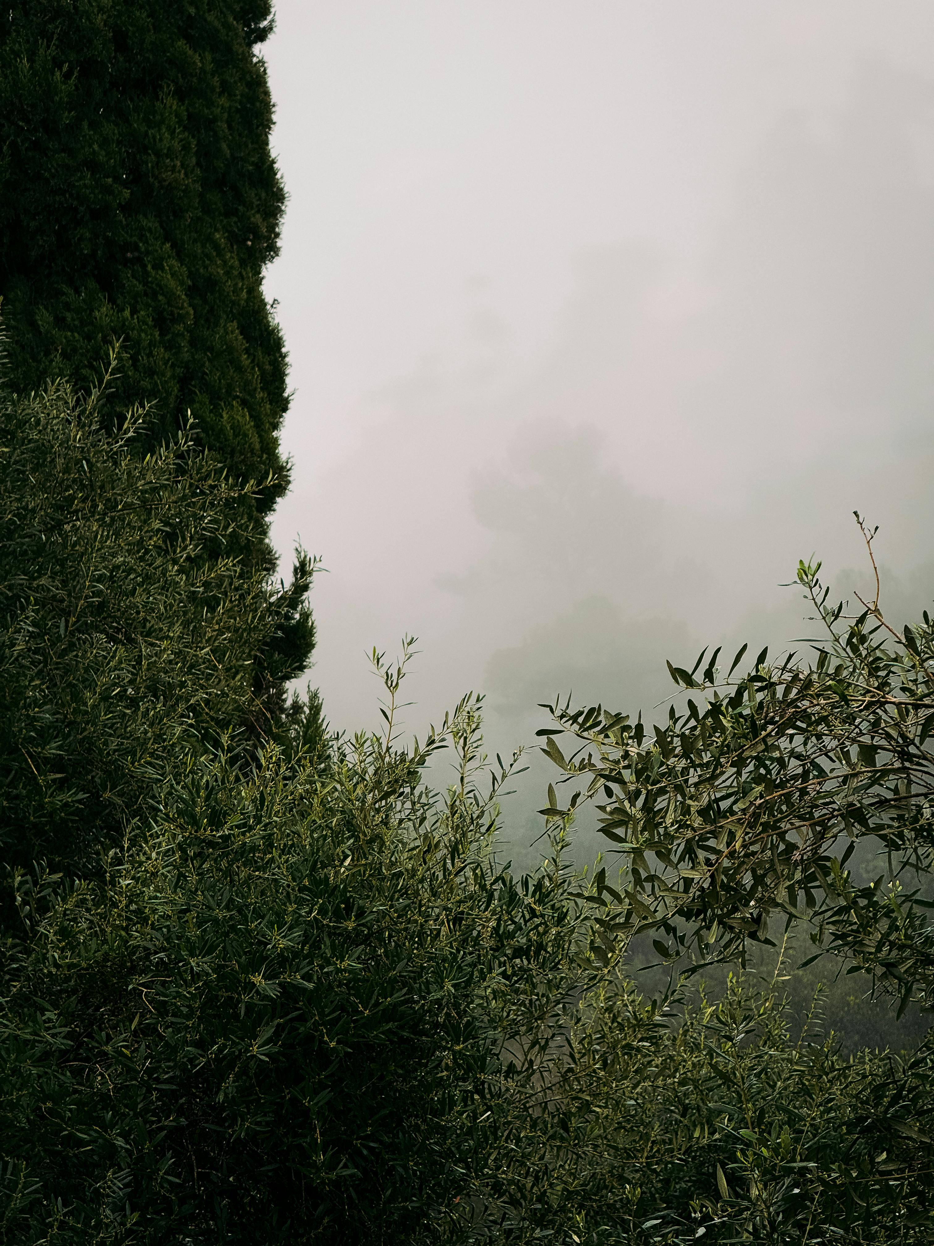 Gratis Paesaggio sereno e nebbioso che cattura la vegetazione lussureggiante di Xàtiva, Valencia, Spagna. Foto a disposizione