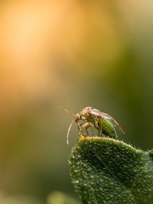 Free Close-up of a small insect perched on a green leaf against a warm, blurred background. Stock Photo
