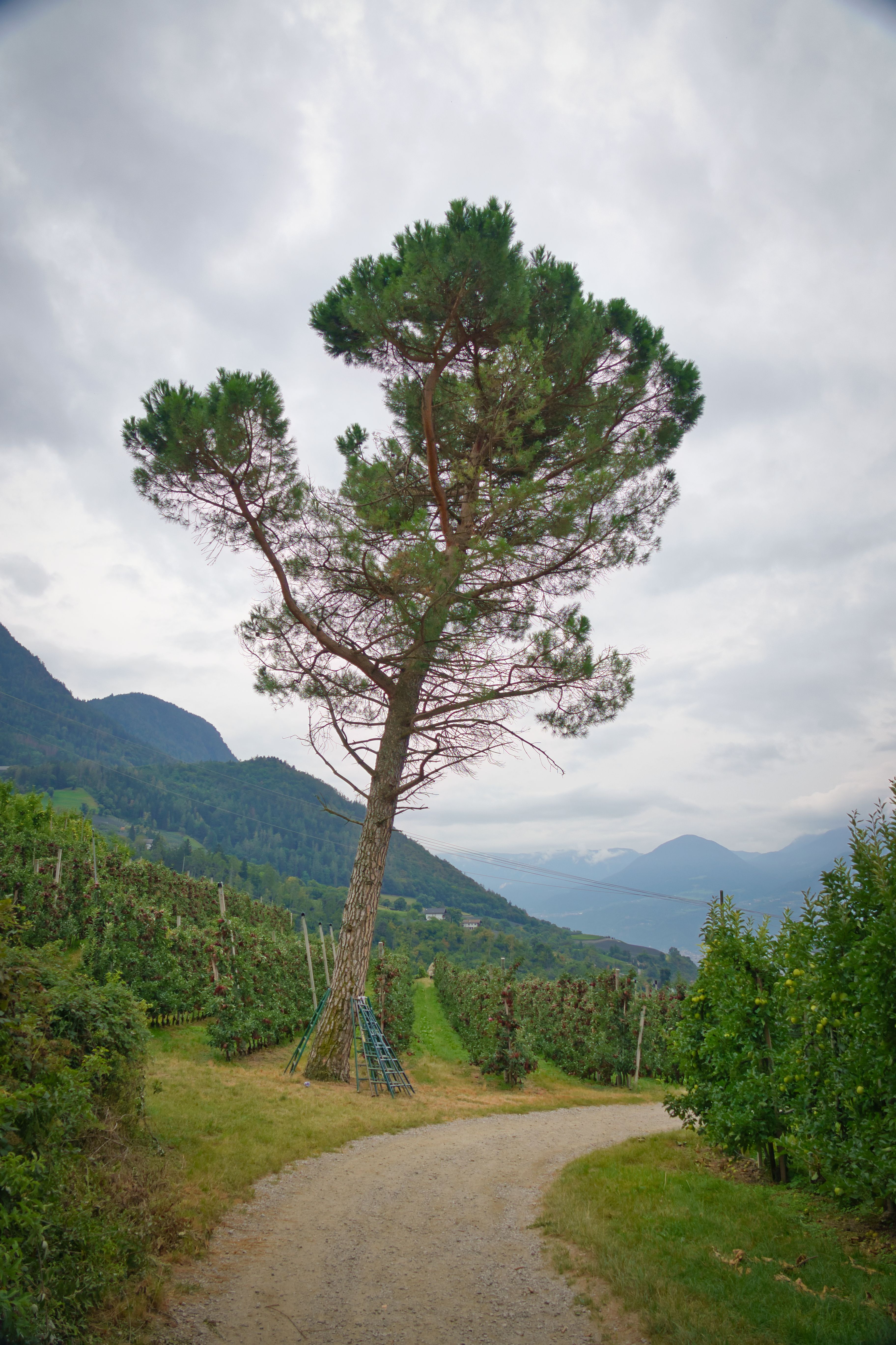 Scenic view of a lone tree and orchards in Schenna, Trentino-Südtirol, Italy.