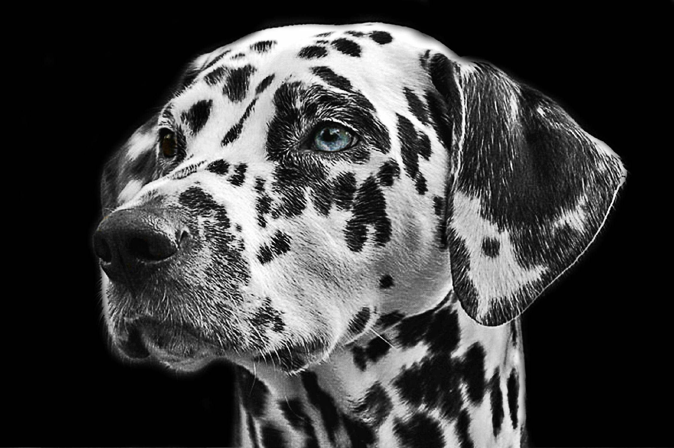 dalmatians-dog-animal-head.jpg?auto=compress&cs=tinysrgb&dpr=2&h=750&w=1260
