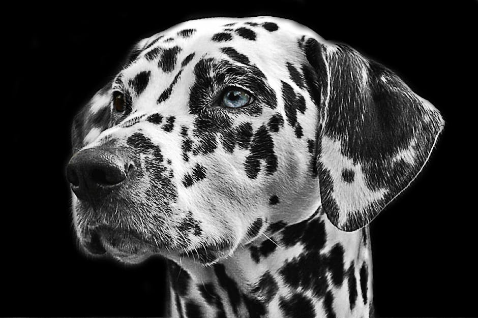 animal, dalmatian, dog