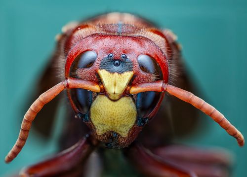Free Detailed macro photograph capturing a hornet's face, showcasing its complex structure and vivid colors. Stock Photo