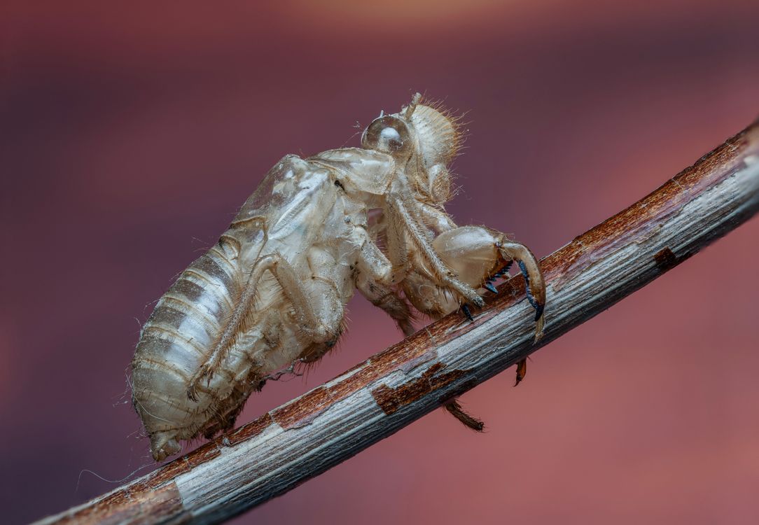 Cicada Exoskeleton On Branch Macro Close up Free Stock Photo cicada-exoskeleton-on-branch-macro-close-up-free-stock-photo