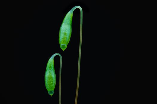 Detailed macro shot of two green moss capsules against a black background, highlighting natural beauty.
