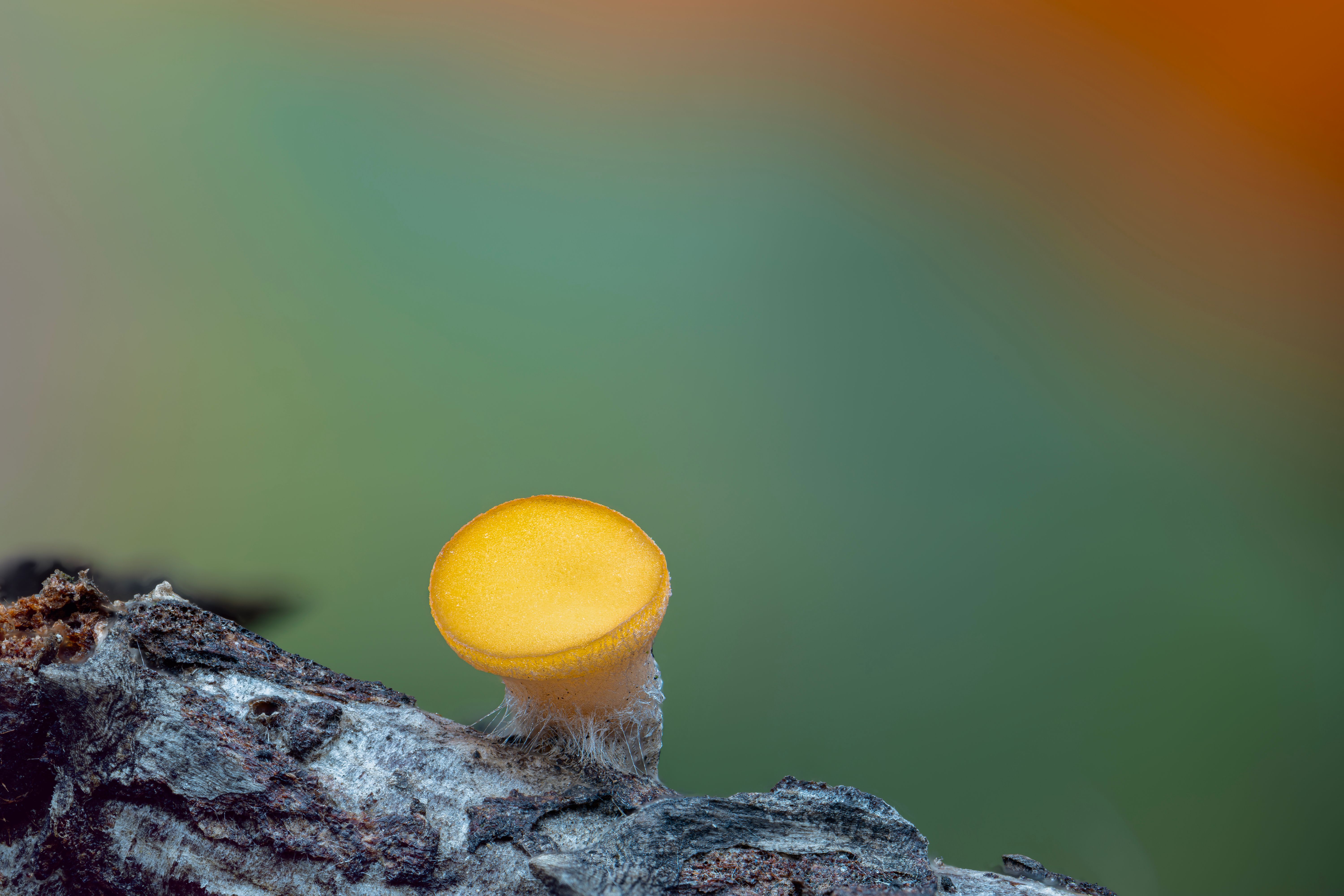 Candida Auris: A Growing Fungal Threat in Healthcare Settings
