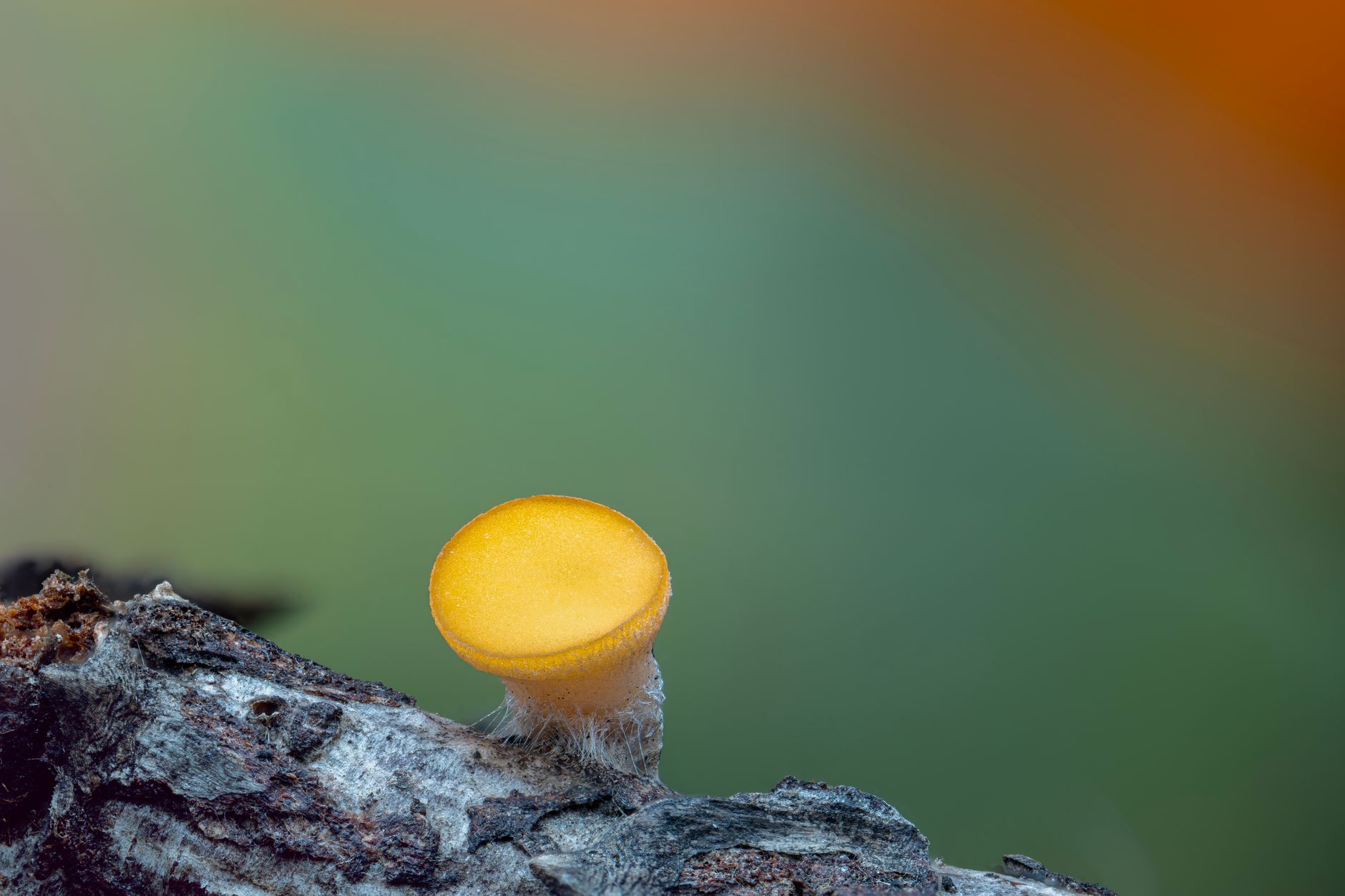 Candida Auris: A Growing Fungal Threat in Healthcare Settings