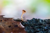 Close-up of a tiny brown mushroom growing on a forest log, showcasing nature's small details.