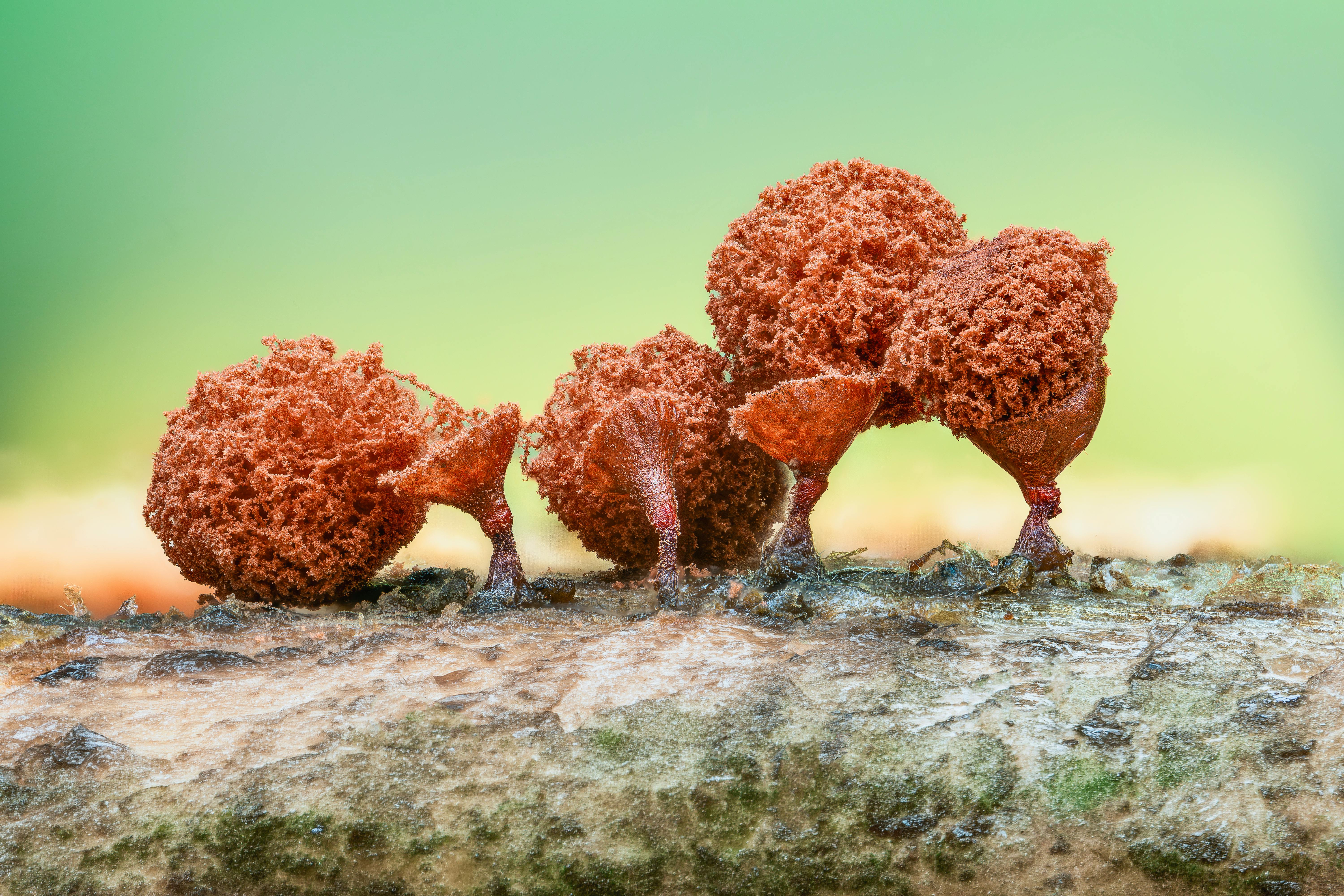 Estonian University of Life Sciences seeks Estonian names for 20 slime mould species