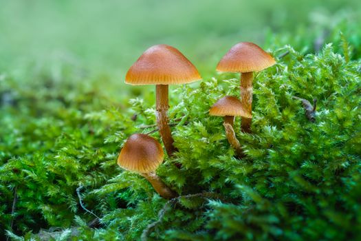 Close-up of a group of brown mushrooms growing on vibrant green moss in the forest, showcasing nature's lush details.