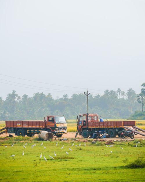 Free Trucks parked in a lush green field with egrets in Tenkasi, India, creating a serene rural scene. Stock Photo