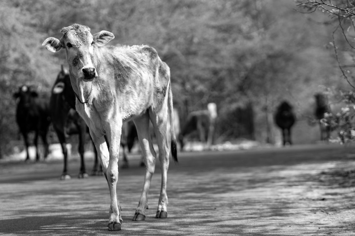 Cows walking down a road