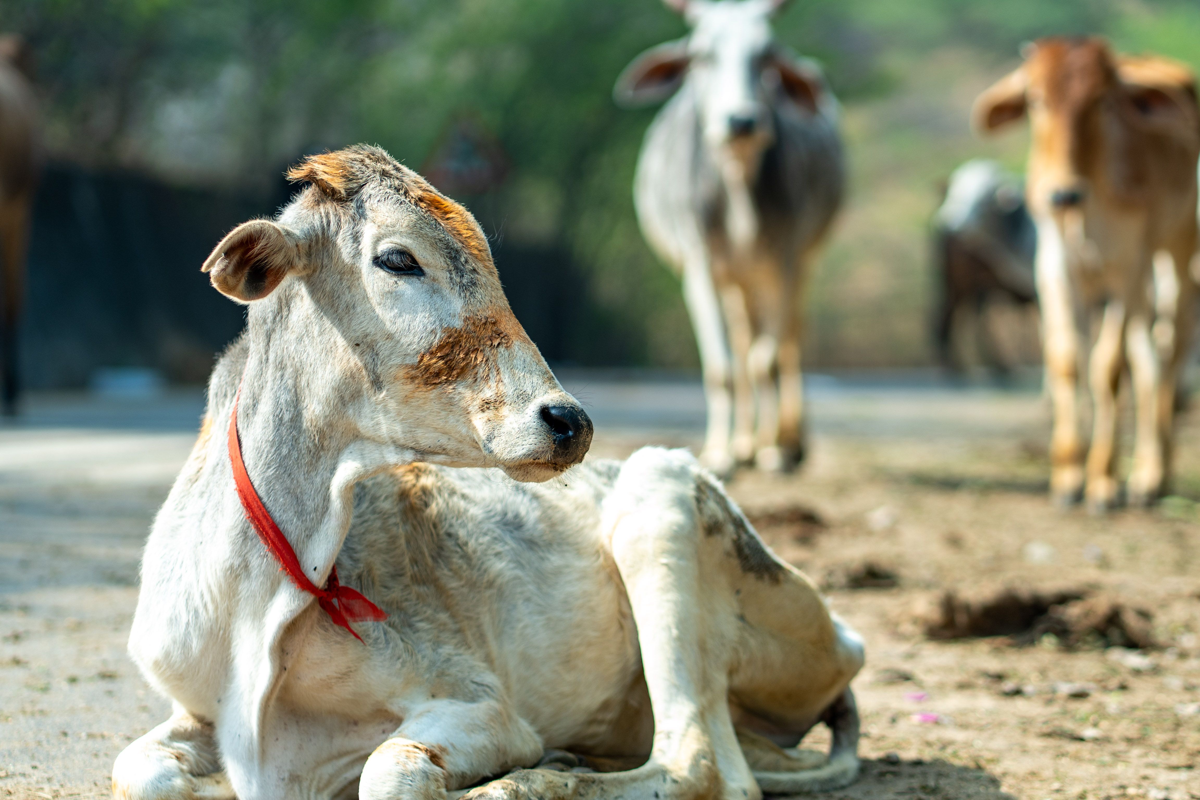 Linkedin Cash Cow