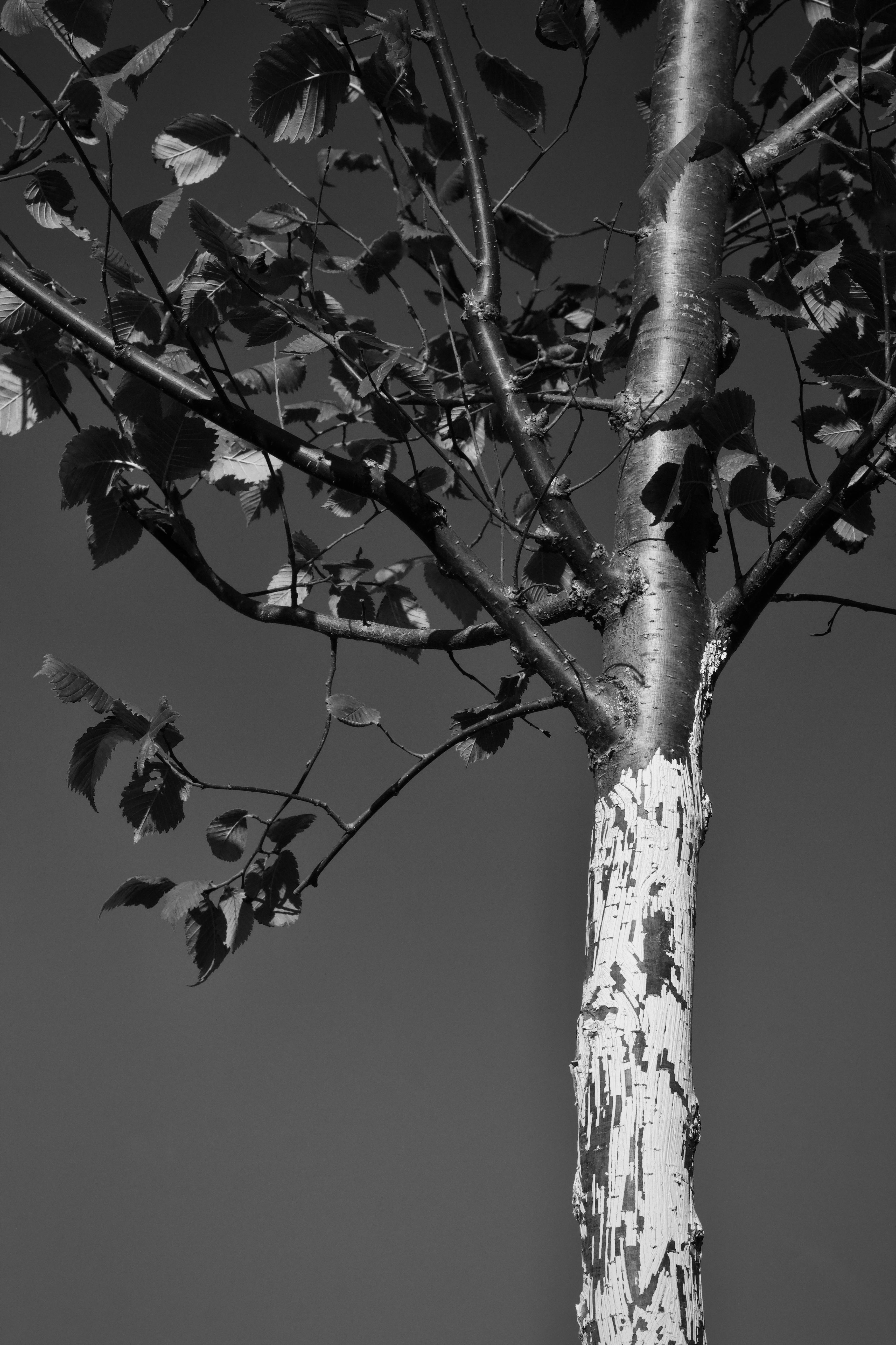 無料 空を背景に木の質感のある樹皮と葉を捉えた白黒画像。 写真素材