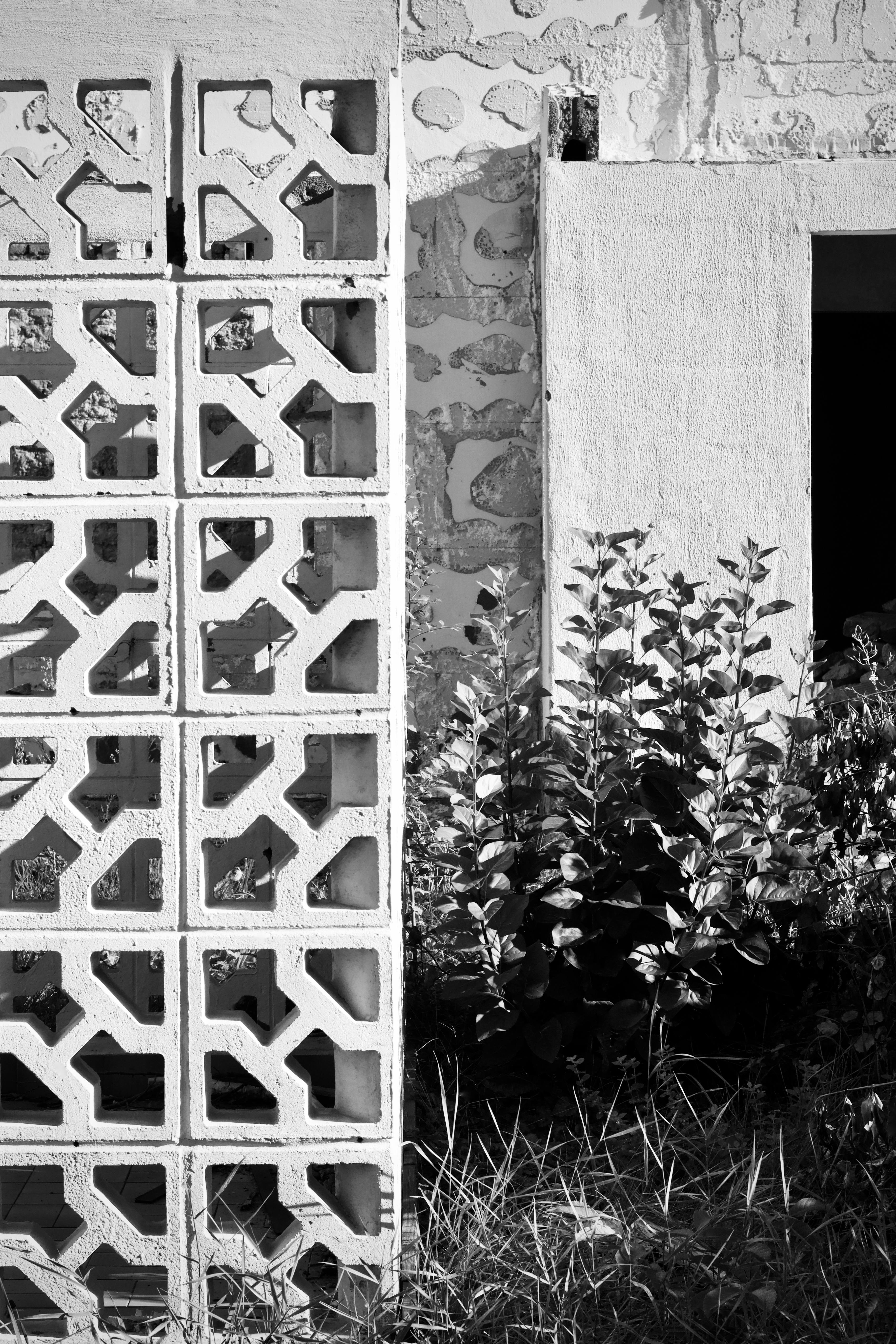 Ücretsiz Geometrik bir duvar ve bitkilerin siyah beyaz görüntüsü, dokuları vurguluyor. Stok Fotoğraflar