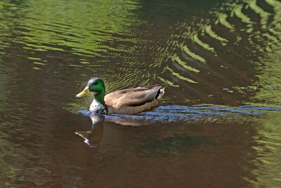 A duck gliding smoothly on a serene pond while paddling furiously underneath - high functioning depression A duck gliding smoothly on a serene pond while paddling furiously underneath - high functioning depression