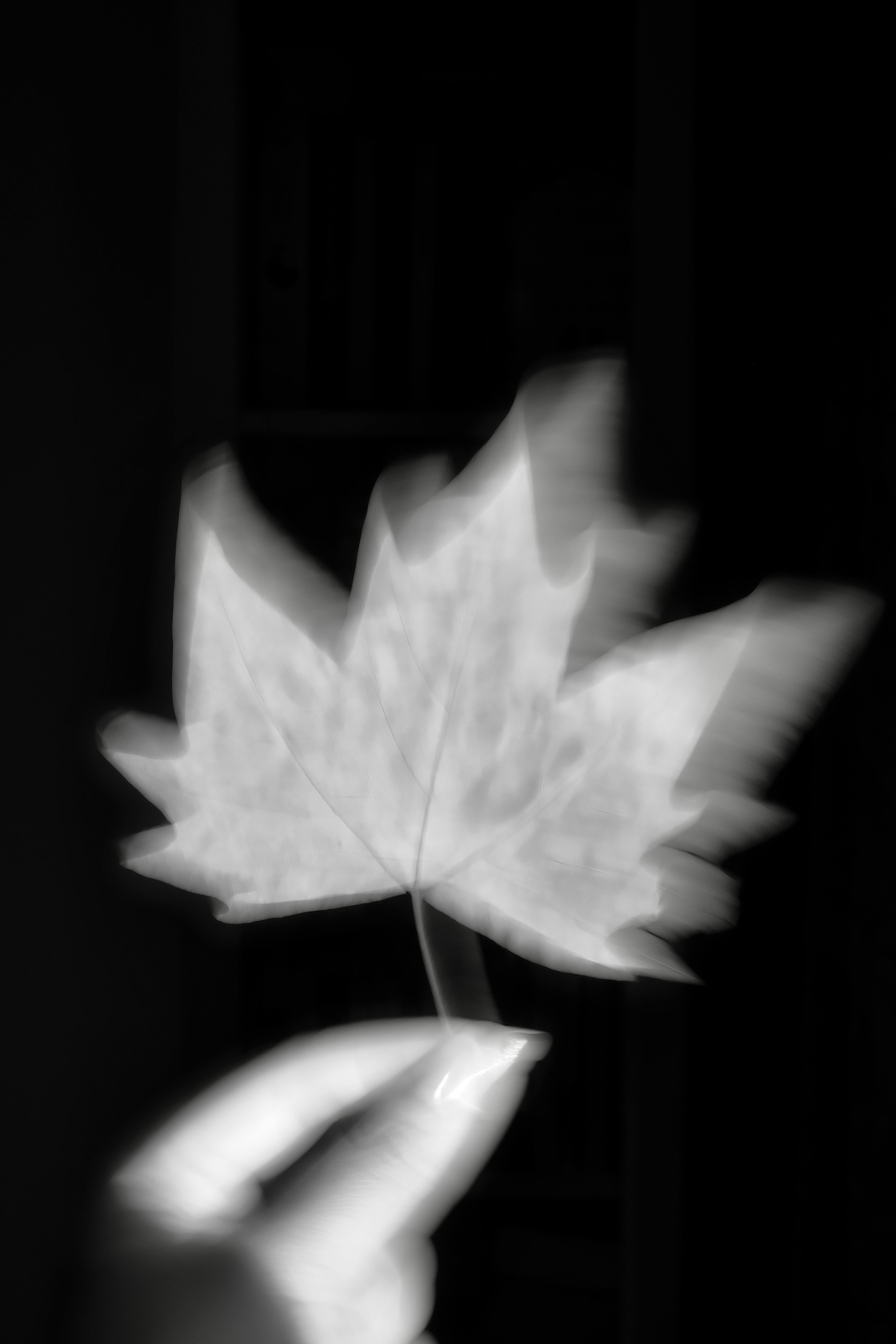 Kostenlos Künstlerisch verschwommenes Bild eines Ahornblatts in Schwarzweiß, das einen verträumten Effekt erzeugt. Stock-Foto