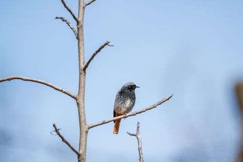 Free A serene Black Redstart bird perched on a bare tree branch against a clear blue sky. Stock Photo