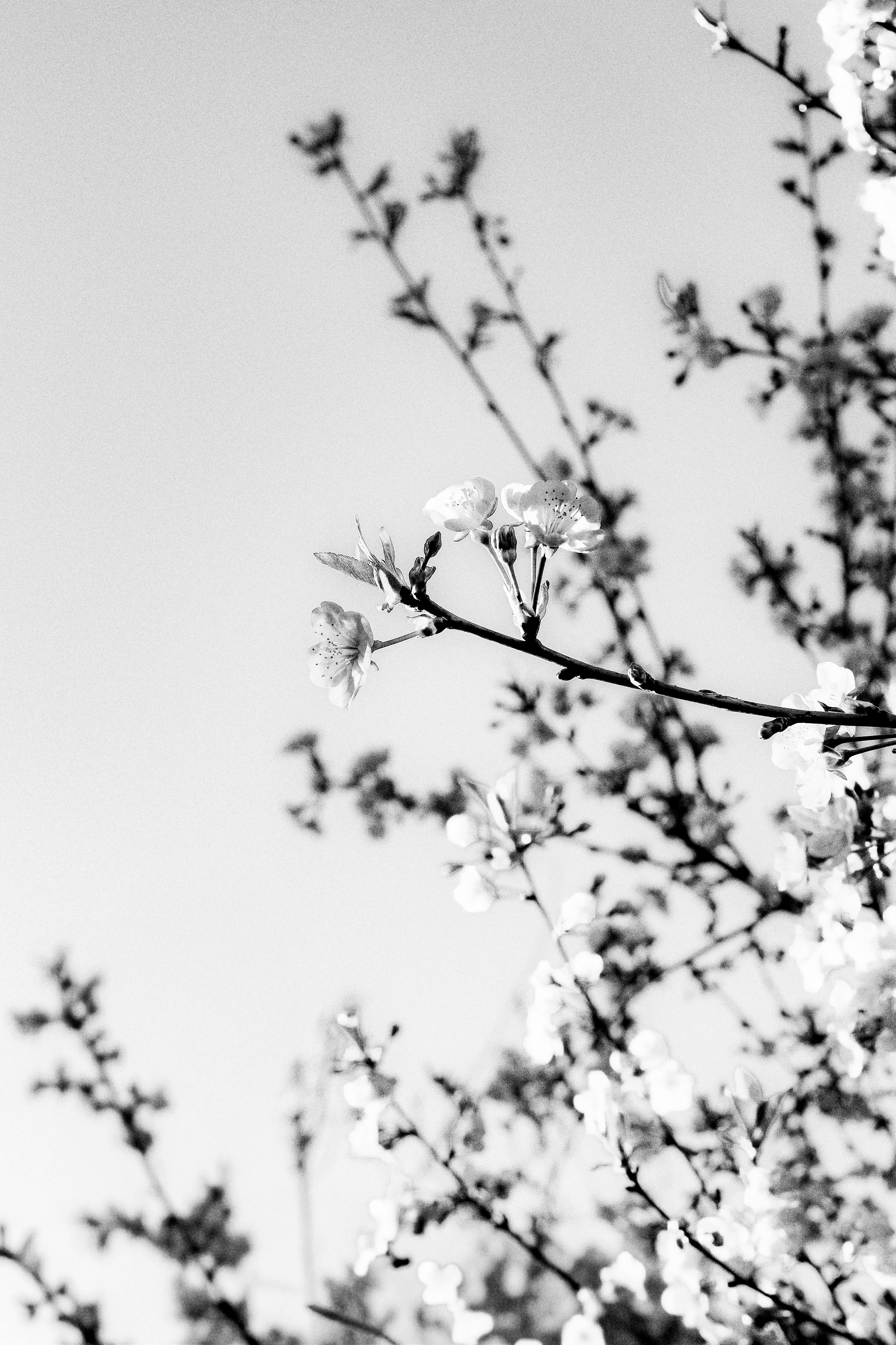 Gratuit Fotografie artistică alb-negru a florilor pe ramuri, accentuând contrastul și eleganța. Fotografie de stoc