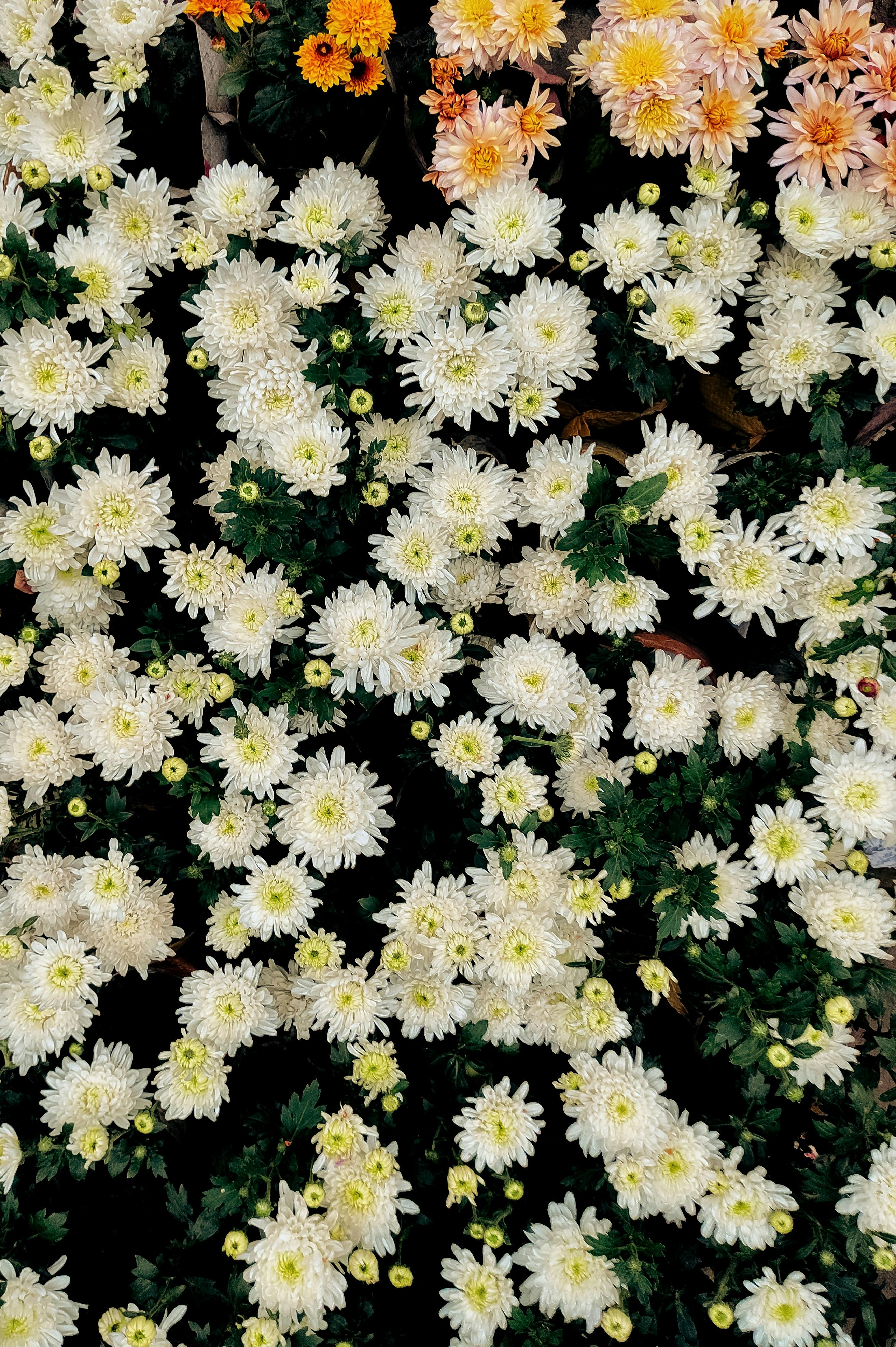 [ColoSach]-a-vibrant-display-of-blooming-chrysanthemums-showcasing-white-and-yellow-flowers.