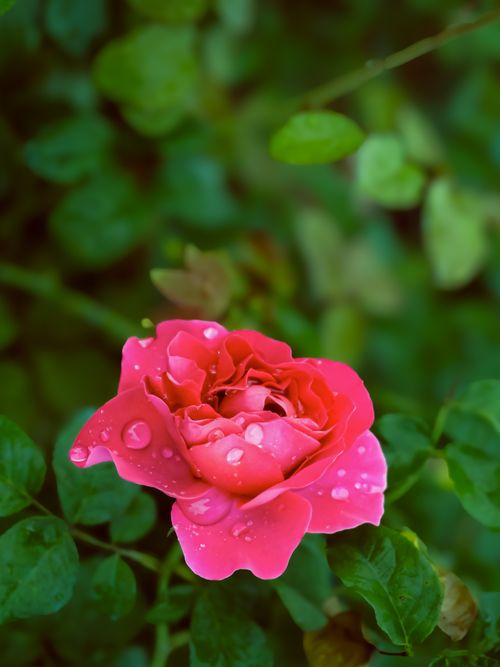 Free Close-up of a vibrant pink rose covered in dew drops amidst lush green foliage. Stock Photo
